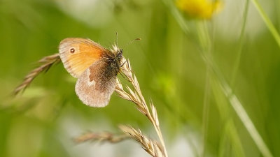 Hooibeestje / Coenonympha pamphilus