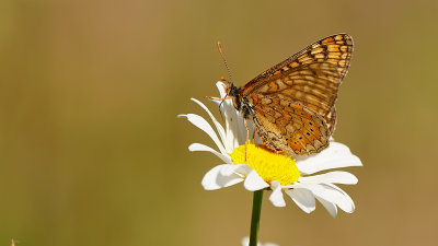 Moerasparelmoervlinder / Euphydryas aurinia