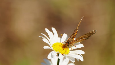 Moerasparelmoervlinder / Euphydryas aurinia