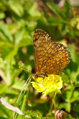 Moerasparelmoervlinder / Euphydryas aurinia