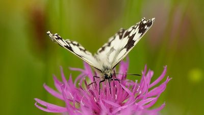 Dambordje / Melanargia galathea