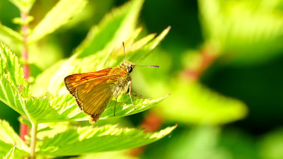 Groot dikkopje / Ochlodes sylvanus