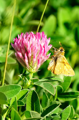 Groot dikkopje / Ochlodes sylvanus
