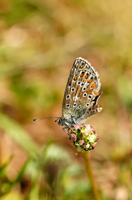 Icarusblauwtje / Polyommatus icarus