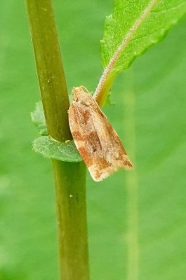 Gevlamde bladroller / Archips xylosteana
