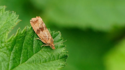 Paardenbloembladroller / Celypha striana