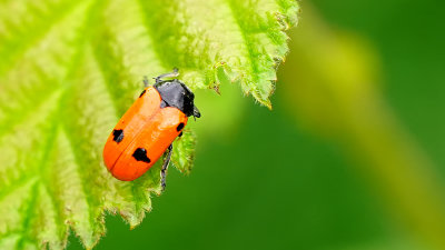 Gewone mierenzakkever / Clytra quadripunctata