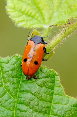 Clytra quadripunctata / Gewone Mierenzakkever