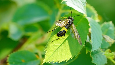 Tentredo temula