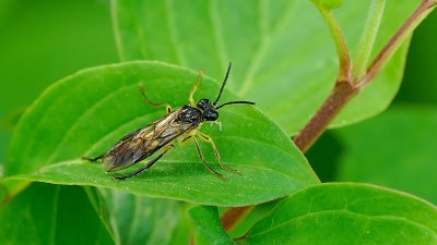 Tentredo temula