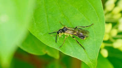 Tentredo temula