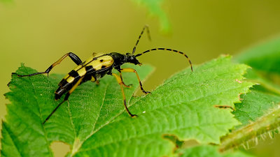 Geringelde smalboktor / Rutpela maculata