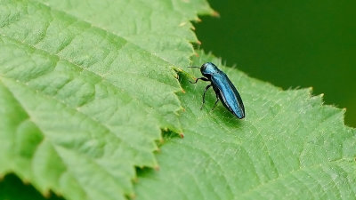 Kevers / Coleoptera