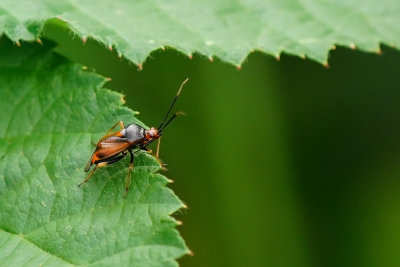 Rode halsbandwants / Deraeocoris ruber