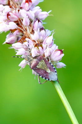 Bessenschildwants / Dolycoris baccarum