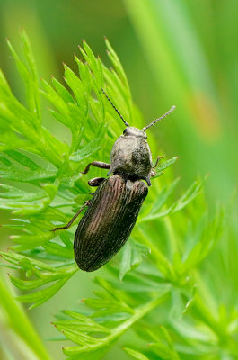 Hemicrepidius spec.