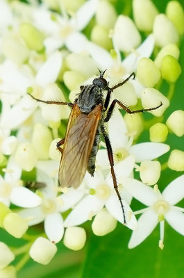 Empis tessellata / Grote dansvlieg