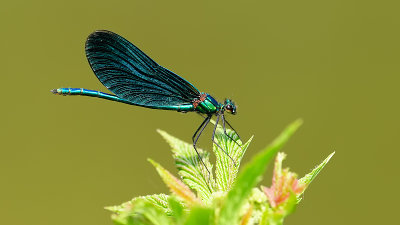 Bosbeekjuffer / Calopteryx virgo