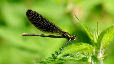 Bosbeekjuffer / Calopteryx virgo