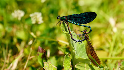 Bosbeekjuffer / Calopteryx virgo