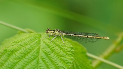 Blauwe breedscheenjuffer / Platycnemis pennipes