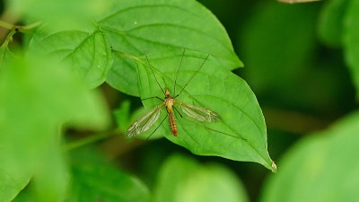 Tipula fascipennis