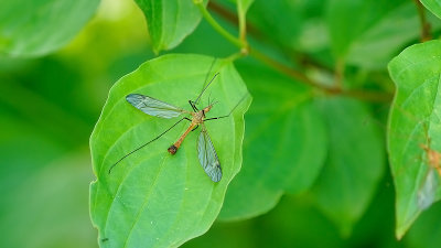 Tipula fascipennis