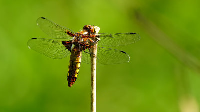 Platbuik / Libellula depressa
