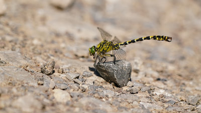 Kleine Tanglibel / Onychogomphus forcipatus