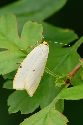Vierstipbeertje / Cybosia mesomella