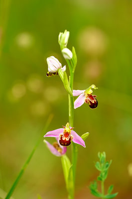 Ophrys apifera / Bijenorchis