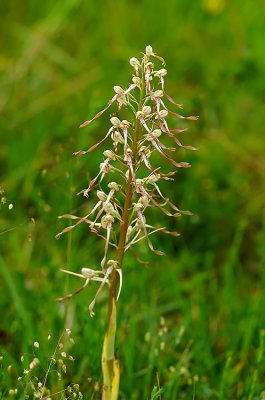 Himantoglossum hircinum - Bokkenorchis.jpg