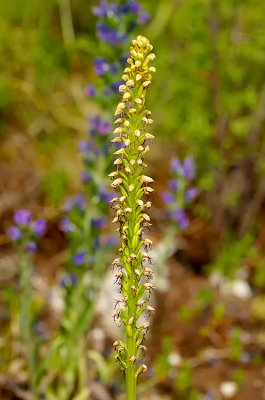 Orchis anthropophora / Poppenorchis
