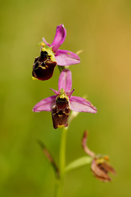 Ophrys fuciflora - Hommelorchis
