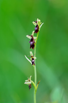 Ophrys Iinsectifera - Vliegenorchis