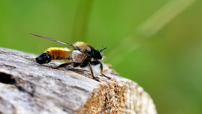Gele hommelroofvlieg / Laphria flava