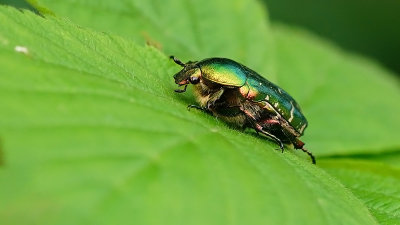 Scarabaeidae / Bladsprietkevers