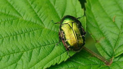 Gouden tor / Cetonia aurata