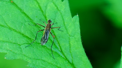 Scellus notatus