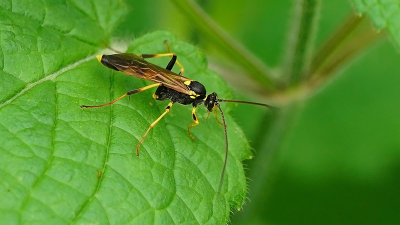 Ichneumonidae / Gewone sluipwespen