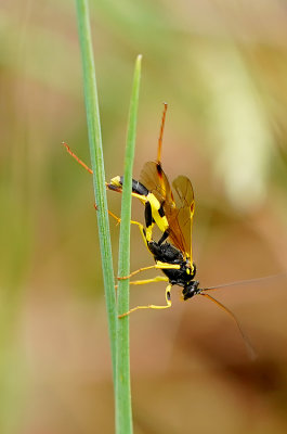 Amblyteles armatorius