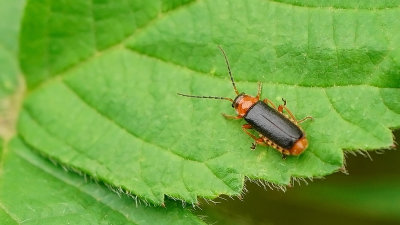 Moerasweekschildkever / Cantharis nigra