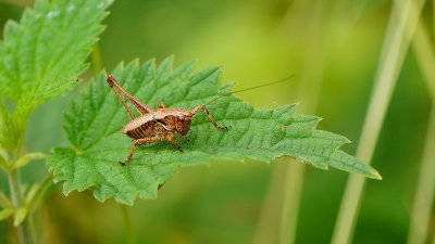 Pholidoptera griseoaptera / Bramensprinkhaan