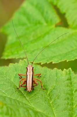 Pholidoptera griseoaptera / Bramensprinkhaan