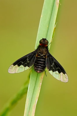 Hemipenthes morio / Duinrouwzwever