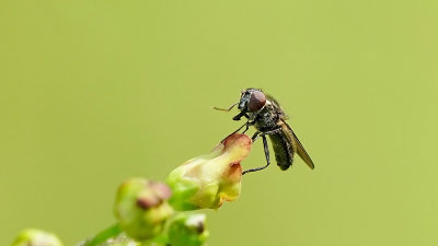 Bosgitje / Cheilosia variabilis