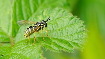 Saksische fopwesp / Chrysotoxum verralli