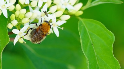 Kleine woudzwever / Criorhina berberina