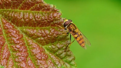 Terrasjeskommazweefvlieg / Eupeodes corollae