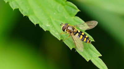 Grote kommazweefvlieg / Eupeodes luniger